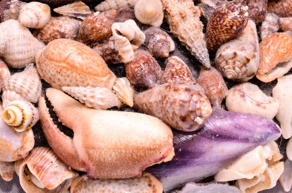 Texture Background Colored Sea Shells — Stock Photo, Image