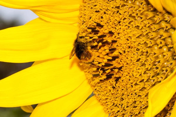 Primer Plano Macro Abeja Trabajando Girasol — Foto de Stock