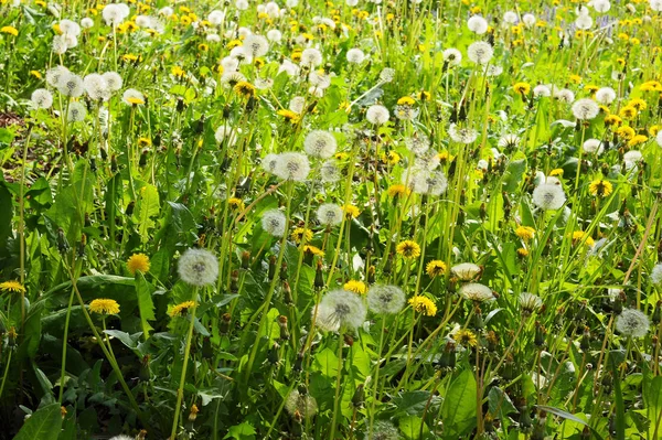 Våren Äng Med Maskrosor — Stockfoto