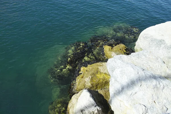 Muscheln Auf Dem Felsen Golf Von Spezia — Stockfoto