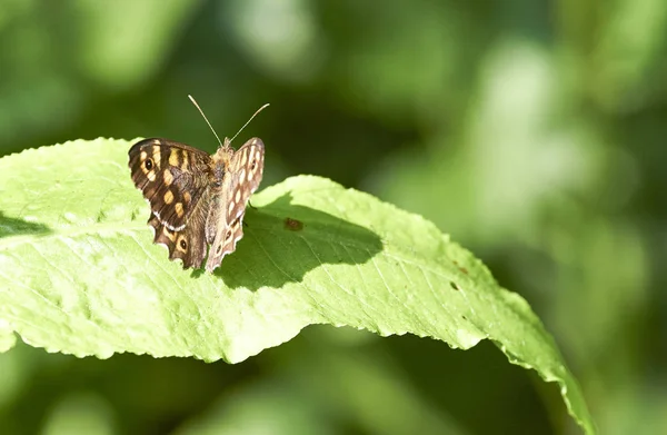 草原の葉の上に茶色の蝶 — ストック写真