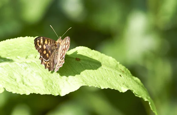 Papillon Brun Sur Dessus Une Feuille Dans Pré — Photo