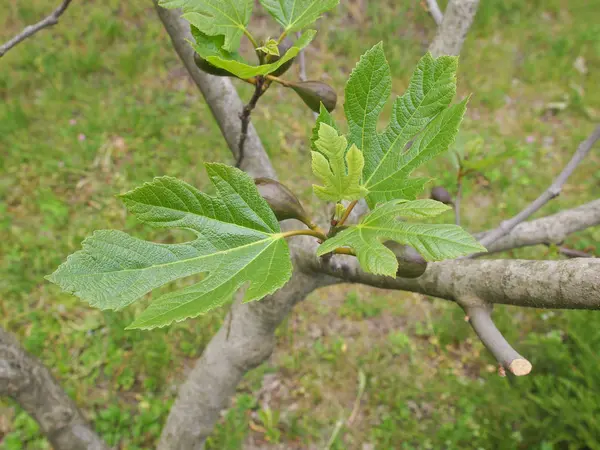 Ncir Ağacı Meyve Ağacının Yeşil Yaprakları — Stok fotoğraf