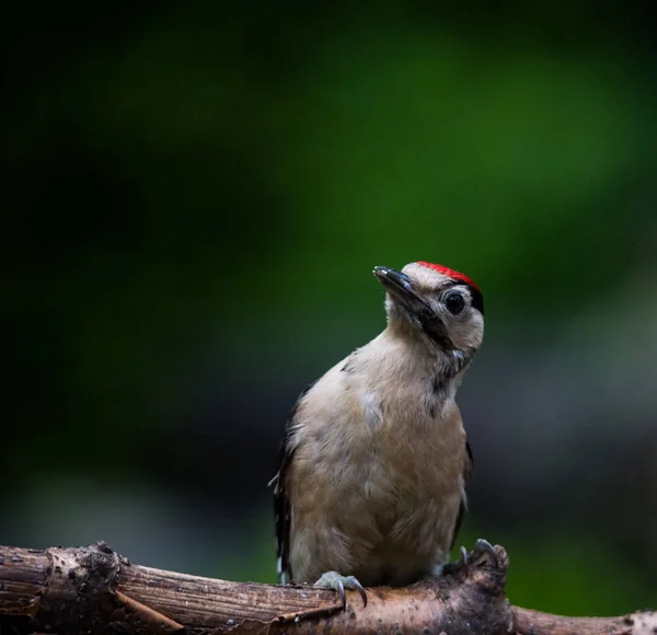 Media Woodpecker Dendrocopos Media Imagen — Foto de Stock