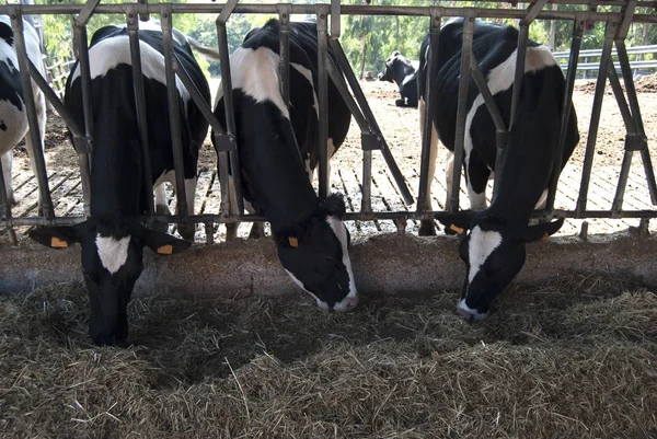 乳と虐殺のために飼育された牛 — ストック写真