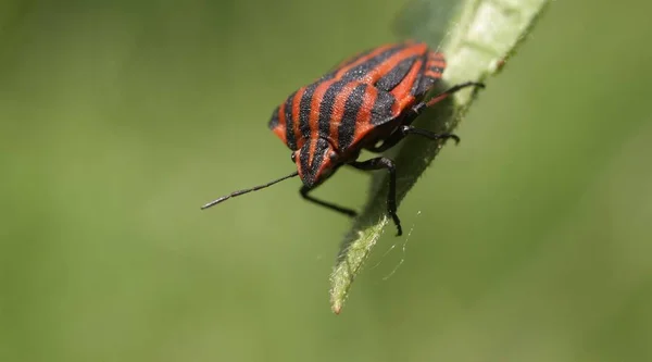 Closeup Bug Wild Nature — Stock Photo, Image