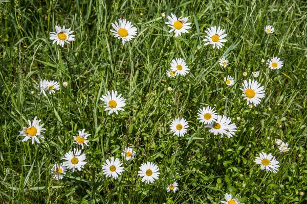 Prado Com Margaridas Florescentes — Fotografia de Stock