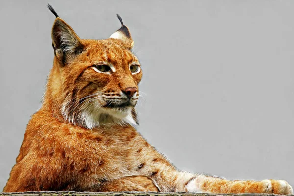 Lince Salvaje Animal Naturaleza Grande Gato —  Fotos de Stock