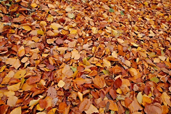 Schöne Landschaft Des Waldes — Stockfoto