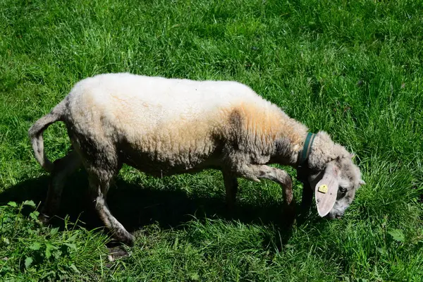 Gras Ovelhas Pasto — Fotografia de Stock