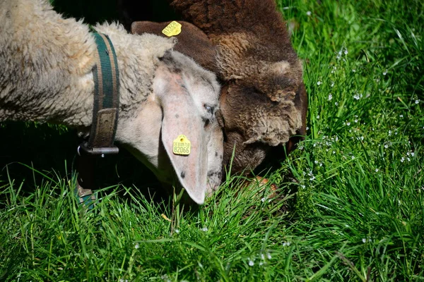 牧草地に羊を飼い — ストック写真