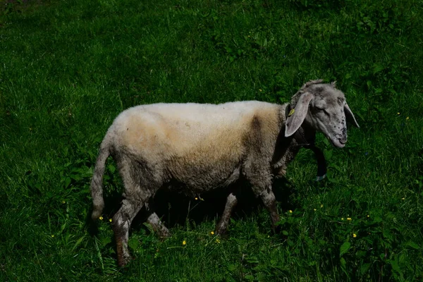 牧草地に羊を飼い — ストック写真