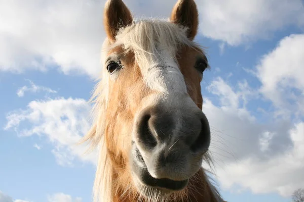 Głowa Konia Niebem Tle — Zdjęcie stockowe