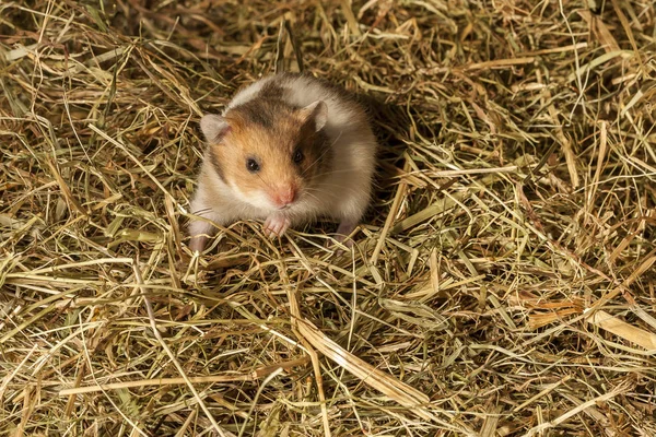 Hamster Porträtt Populära Sällskapsdjur — Stockfoto