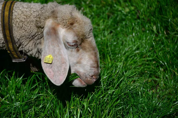 Πρόβατα Χόρτο Στο Βοσκότοπο — Φωτογραφία Αρχείου