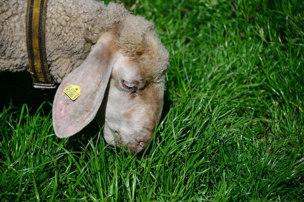 Grass Sheep Pasture — Stock Photo, Image