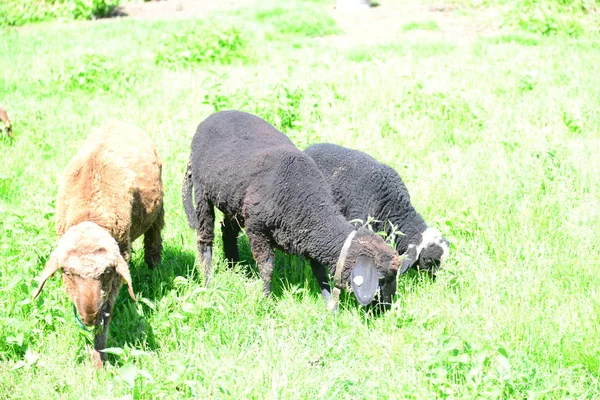 Moutons Gras Sur Pâturage — Photo