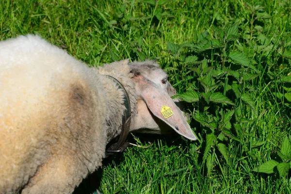 Grass Sheep Pasture — Stock Photo, Image