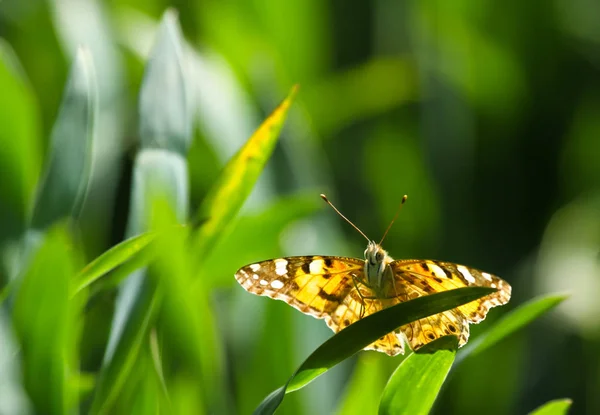 Closeup View Exotic Beautiful Falter — Stock Photo, Image