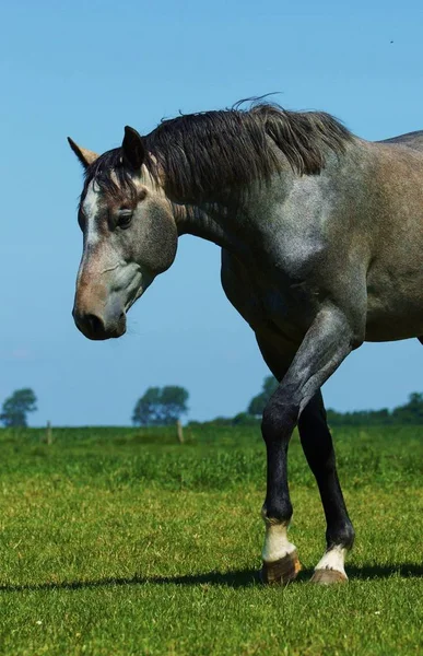 Caballo Lindo Tiro Aire Libre Durante Día —  Fotos de Stock