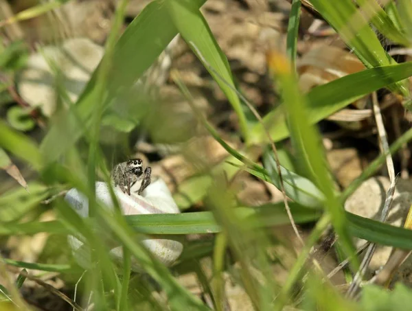 Dişi Çapraz Sıçrayan Örümcek Kabuğunu Koruyor — Stok fotoğraf