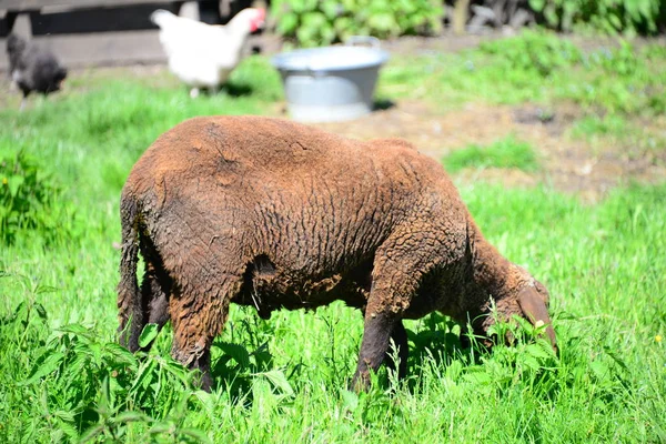 Schapen Weide — Stockfoto