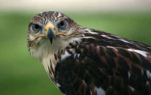 Schilderachtig Uitzicht Majestueuze Buizerd Roofdier — Stockfoto