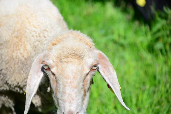 Sheep Meadow — Stock Photo, Image