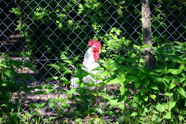 Chicken Rooster Środku — Zdjęcie stockowe