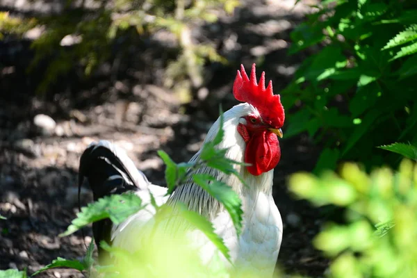 Курица Курица Мясном Бульоне — стоковое фото