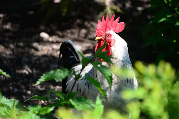Курица Петух Мясорубке — стоковое фото