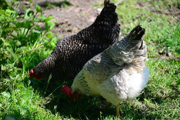 Huhn Hahn Auf Der Weide — Stockfoto