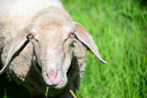 Gras Ovelhas Pasto — Fotografia de Stock