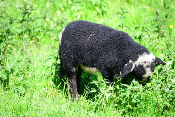 Gräsfår Betesmarken — Stockfoto