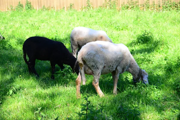 Schafe Weiden Auf Der Weide — Stockfoto