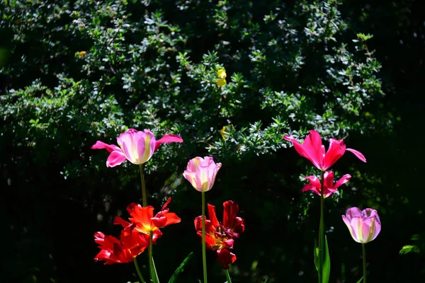 Прекрасный Вид Весенние Цветы — стоковое фото