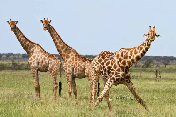 Herbivoor Giraffen Savanne Dieren — Stockfoto