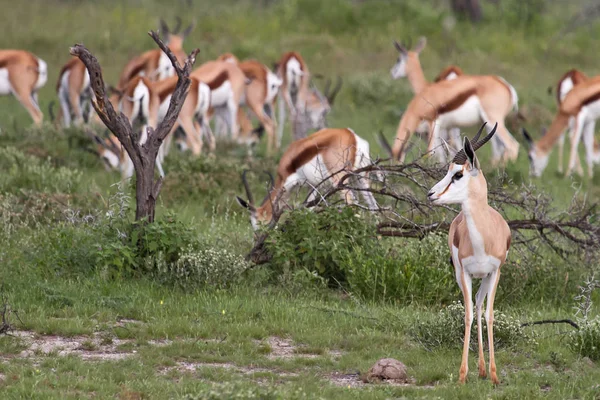 Herd Van Springboks Tijdens Zonnige Dag — Stockfoto