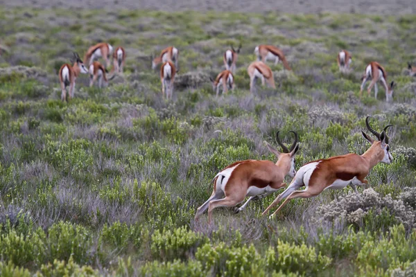 Manada Springboks Durante Día Soleado —  Fotos de Stock