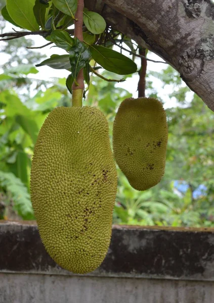 Frutto Durian Sull Albero — Foto Stock