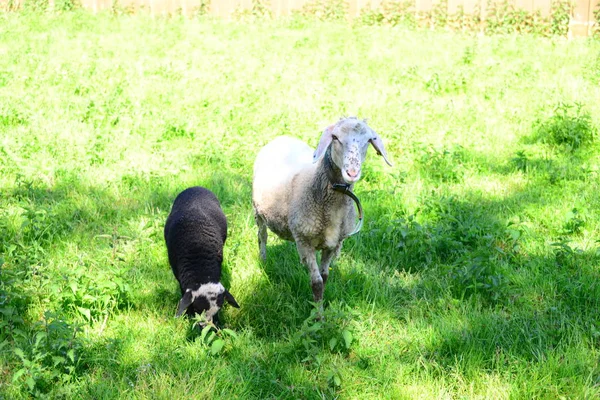 Grasschafe Auf Der Weide Bayern — Stockfoto