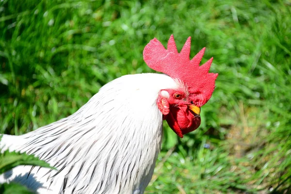 牧草地の鶏 — ストック写真