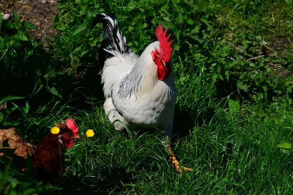 Chicken Rooster Auf Dem Meadow — Stockfoto