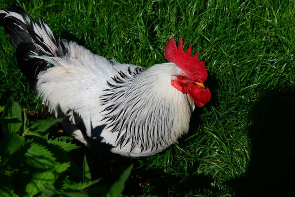 Κοτόπουλο Rooster Στο Meadow — Φωτογραφία Αρχείου