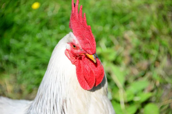 Chicken Pokoj Madow — Stock fotografie