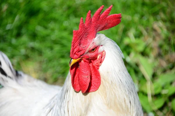 Kyckling Hahn Äng — Stockfoto