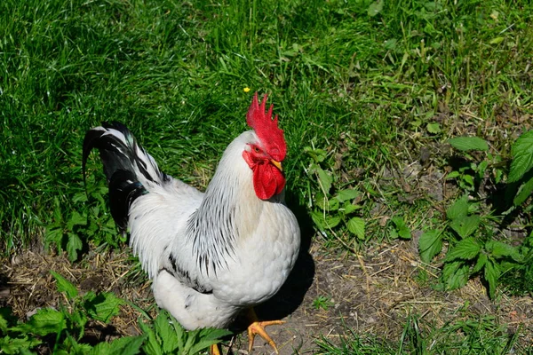 Kicken Rooster Meadow — Stockfoto