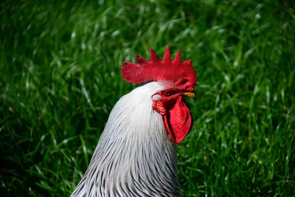 Chicken Rooster Meadow — Stockfoto