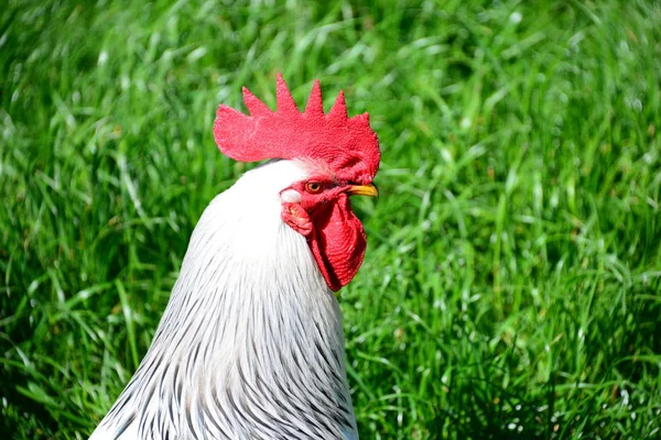 牧草地の鶏 — ストック写真