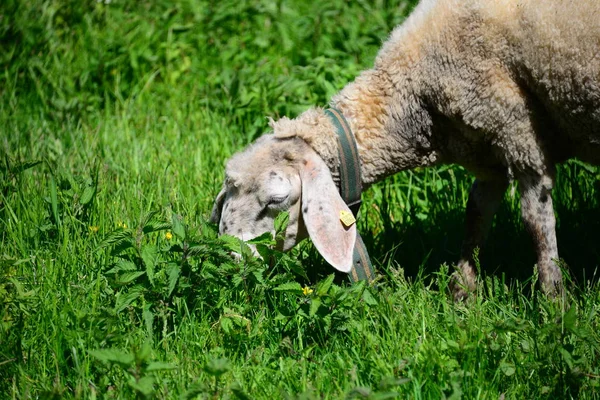 Gras Sheep Pasture Bayern — Stock Photo, Image